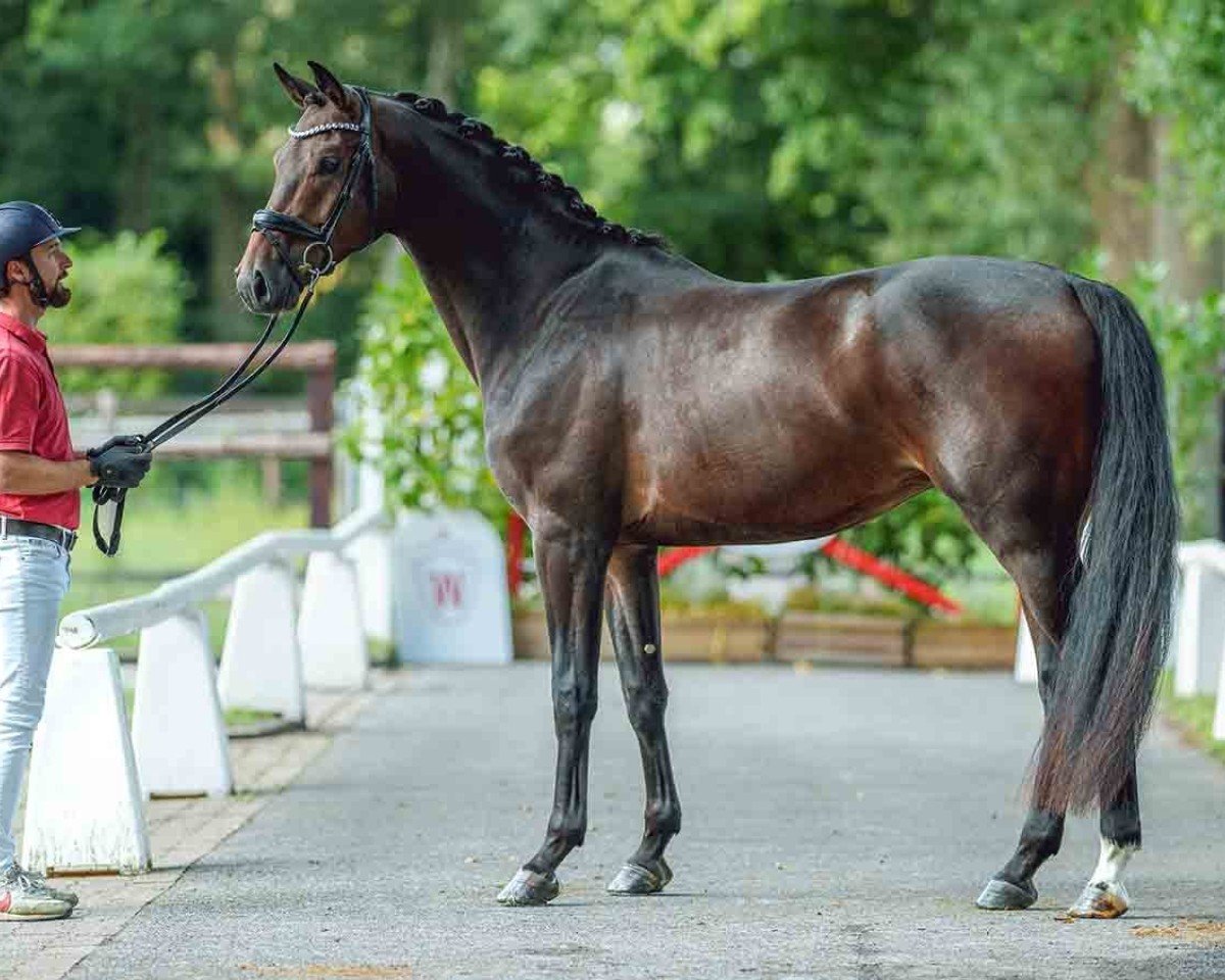 dressage horse Joven MR (Westphalian, 2021, from Jovian)