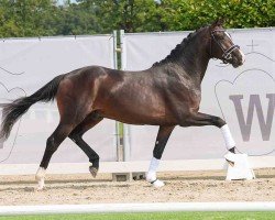 dressage horse Hengst von Zoom / Sandro Hit (Westphalian, 2022, from Zoom)