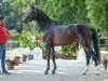 dressage horse Vantastico (Hanoverian, 2022, from Von und Zu)