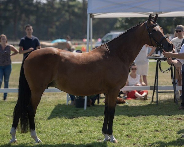 horse Speyksbosch Didi (Nederlands Welsh Ridepony, 2010, from Heitrak's Marvin)