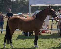 horse Speyksbosch Didi (Nederlands Welsh Ridepony, 2010, from Heitrak's Marvin)