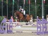 jumper My Little Star 3 (German Riding Pony, 2015, from Mc Guyver)