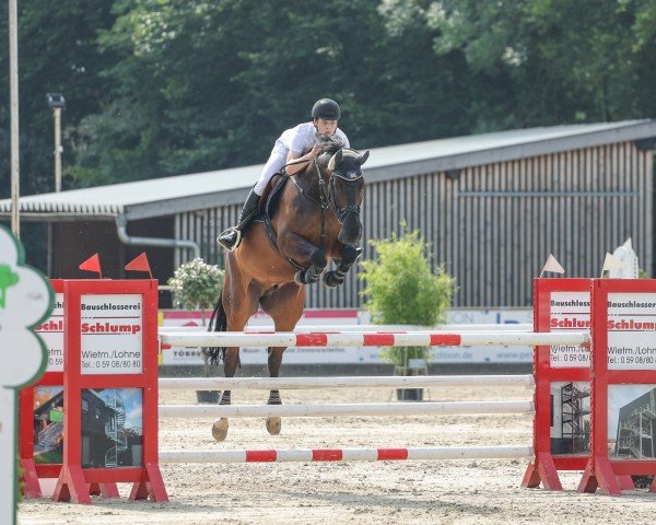 Springpferd THABAB (Oldenburger Springpferd, 2016, von Thagoras)