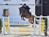 dressage horse A Quito (Austrian Warmblood, 2017, from Perpignan Noir)