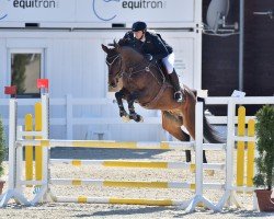 dressage horse A Quito (Austrian Warmblood, 2017, from Perpignan Noir)