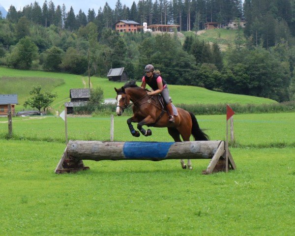 Zuchtstute Aqua 2 (Schwedisches Warmblut, 2006, von Akribori)