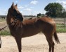 dressage horse Pundui xx (Thoroughbred, 2015, from Bully Pulpit xx)