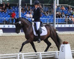 dressage horse PAV Gauner (German Riding Pony, 2020, from Phw's Grandios)