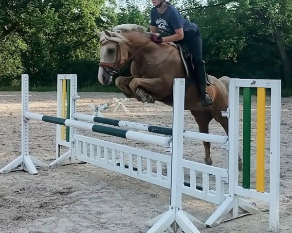 eventing horse Hajdar (Arab half breed / Partbred, 2018, from HAB Grand Couleur)