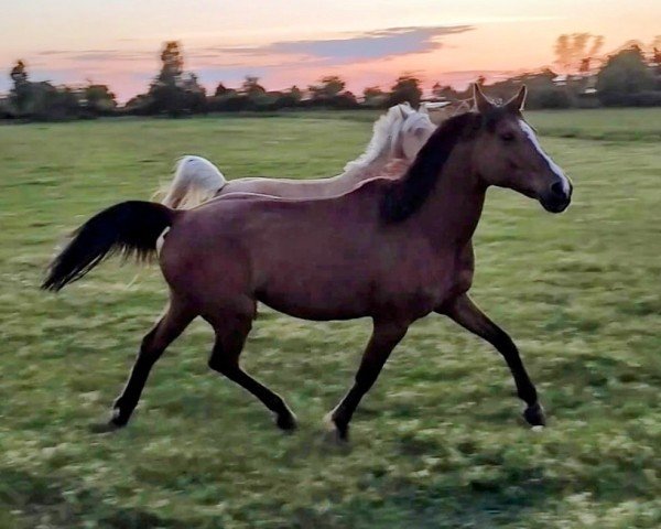 broodmare Haara (Arab half breed / Partbred, 2004, from HAASHIM ox)