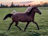 Zuchtstute Haara (Arabisches Halbblut / Partbred, 2004, von HAASHIM ox)