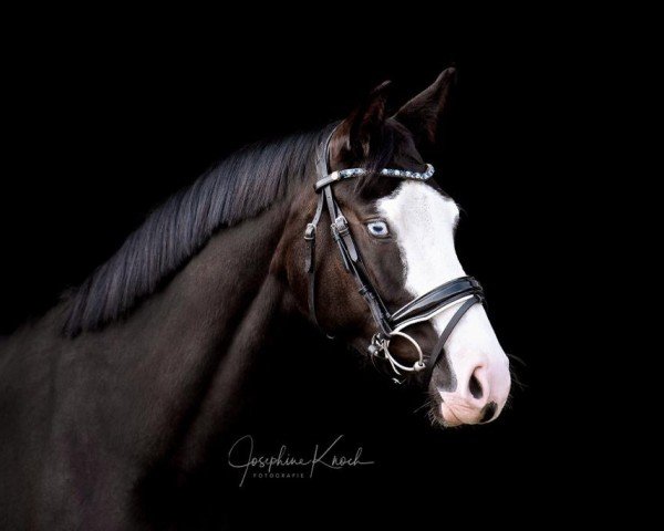 dressage horse Totally Unique (Oldenburg, 2019, from TITOLAS)