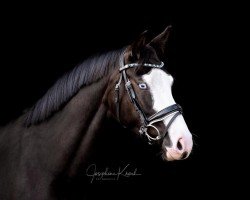 dressage horse Totally Unique (Oldenburg, 2019, from Titolas)