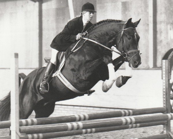 horse Unique (Nederlands Rijpaarden en Pony, 1988, from Ulft)