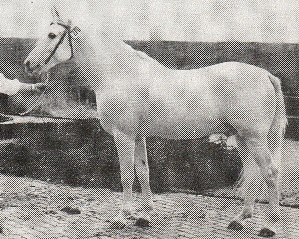 Deckhengst Djer ox (Vollblutaraber, 1958, von Hadban Enzahi 1952 EAO)