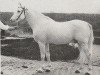 stallion Djer ox (Arabian thoroughbred, 1958, from Hadban Enzahi 1952 EAO)