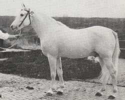 stallion Djer ox (Arabian thoroughbred, 1958, from Hadban Enzahi 1952 EAO)