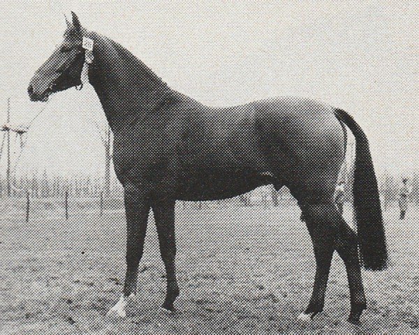 Deckhengst Levantijn (Nederlands Rijpaarden en Pony, 1979, von Lucas)