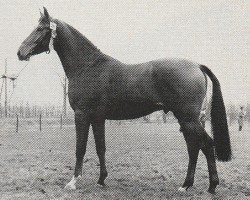 stallion Levantijn (Nederlands Rijpaarden en Pony, 1979, from Lucas)