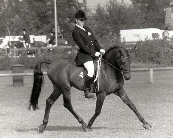 Deckhengst Hazies (Nederlands Rijpaarden en Pony, 1983, von Henri)