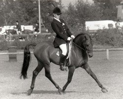 stallion Hazies (Nederlands Rijpaarden en Pony, 1983, from Henri)