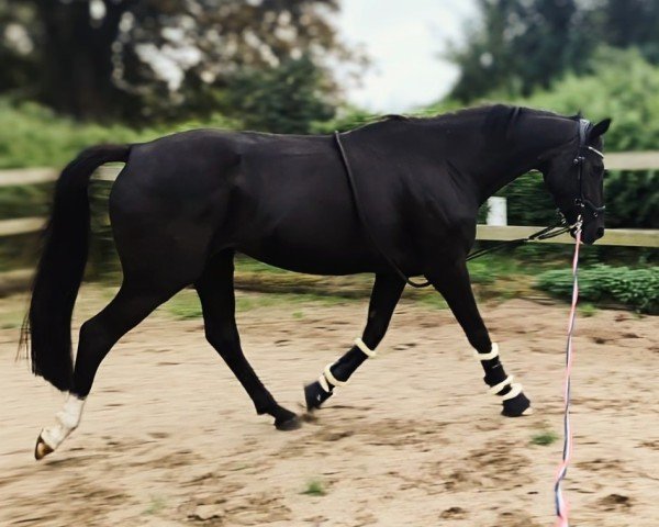 broodmare Sweet Szaffi (Oldenburg, 2019, from Desperado)