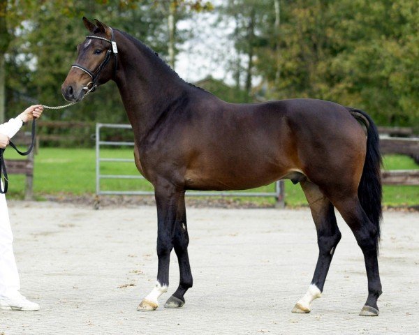 stallion Cocktail's Whinny (Nederlands Rijpaarden en Pony, 1999, from Cocktail Time)