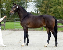 Deckhengst Cocktail's Whinny (Nederlands Rijpaarden en Pony, 1999, von Cocktail Time)