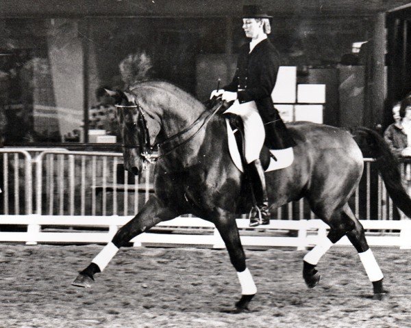 Deckhengst Master (Nederlands Rijpaarden en Pony, 1983, von Magister)