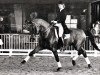 stallion Master (Nederlands Rijpaarden en Pony, 1983, from Magister)