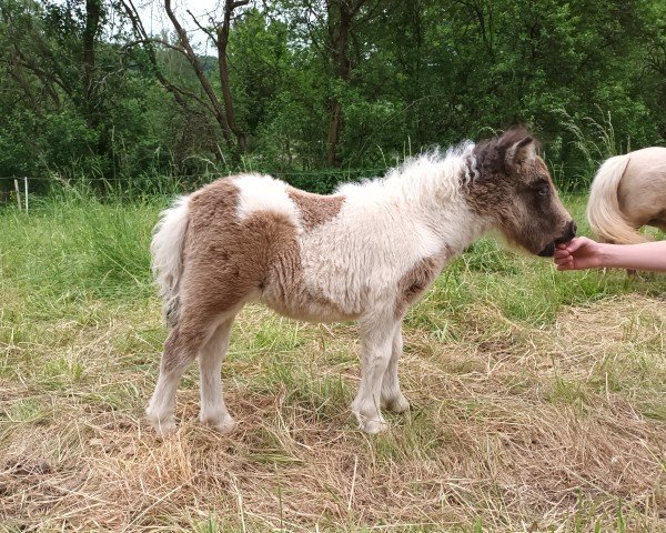 foal by Dorosalas Letty (Shetland pony (under 87 cm), 2024, from Peppermint Topolino)