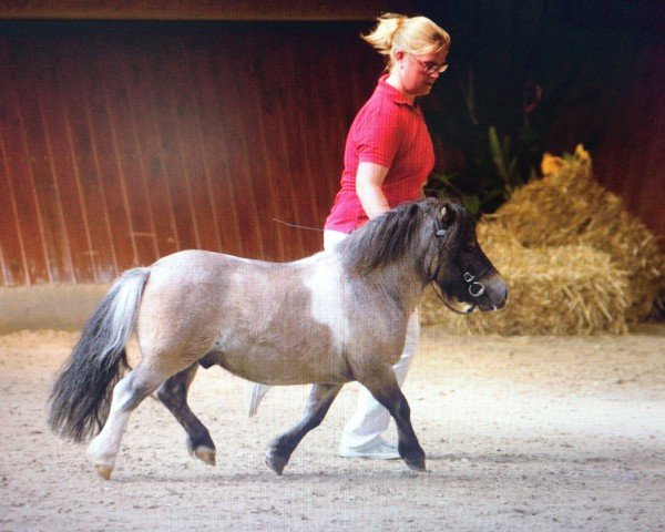 Springpferd Peppermint Topolino (Shetland Pony (unter 87 cm),  , von Schalenburgs Twister)