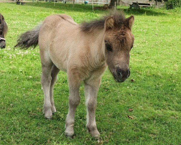 Fohlen von Dorosalas Tiny Topolino (Shetland Pony (unter 87 cm), 2024, von Peppermint Topolino)