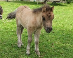 foal by Dorosalas Tiny Topolino (Shetland pony (under 87 cm), 2024, from Peppermint Topolino)