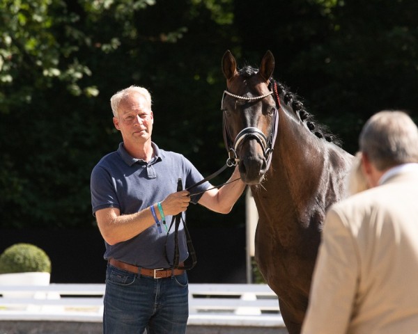 Deckhengst Endorphin (Hannoveraner, 2019, von Escolar)