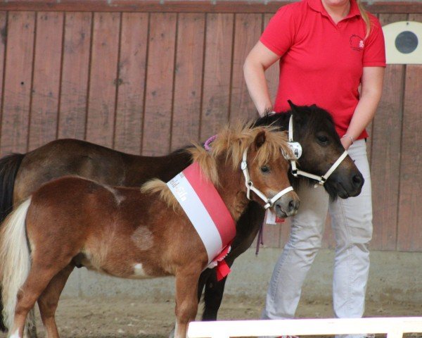 Fohlen von Dorosalas Yasper (Shetland Pony (unter 87 cm), 2024, von Yago von der Klia)