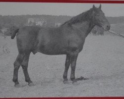 Deckhengst Raufbold S-A 69 (Oldenburger, 1931, von Rheinfürst 3431)