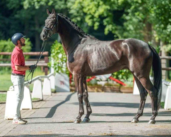 dressage horse Balneario (Westphalian, 2021, from Bonfire HW)