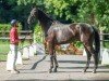 dressage horse Balneario (Westphalian, 2021, from Bonfire HW)