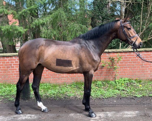 jumper Aurora 70 (Oldenburg show jumper, 2018, from Arezzo VDL)