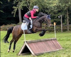 jumper Namira St (German Riding Pony, 2015, from Navignon)