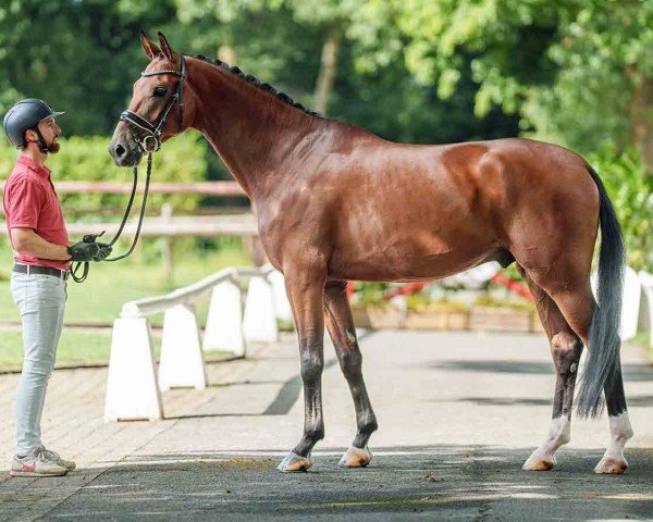 dressage horse Bonaparte (Oldenburg, 2020, from Bonds)