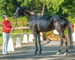 Dressurpferd Duke (Hannoveraner, 2019, von Don Royal)