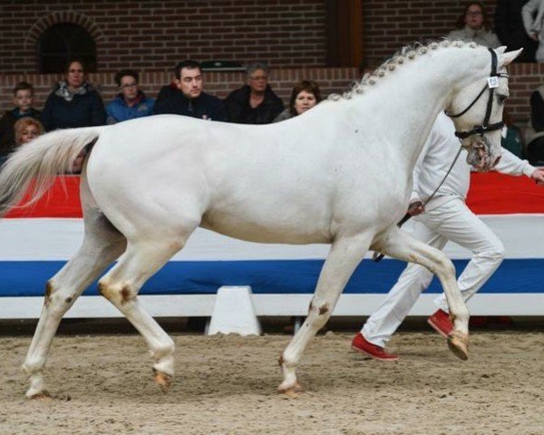 stallion Kaleido's Don Pedro (Nederlands Rijpaarden en Pony, 2007, from Isala's Orient)