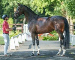 dressage horse Feuerwehr (Westphalian, 2019, from Fidertanz)