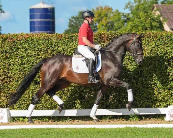 dressage horse Fantastico (Westphalian, 2020, from Feinrich)