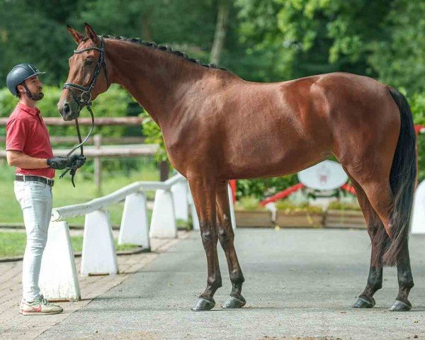 dressage horse Stute von Maracaná / Bernay (Westphalian, 2019, from Maracana)