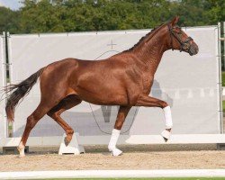 dressage horse Fidel Castro LPH (Oldenburg, 2022, from Filou 2146)