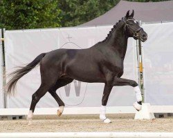 dressage horse Dancarino (Westphalian, 2022, from Dimaggio Black)