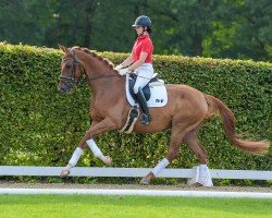 dressage horse Stute von Vivino / Piko's Son (Westphalian, 2020, from Vivino)